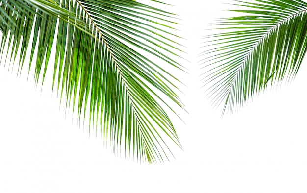 Coconut palm leaf isolated