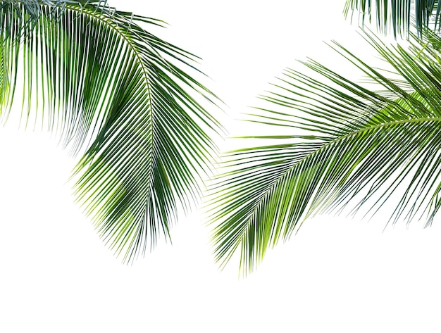 Coconut palm leaves on white background