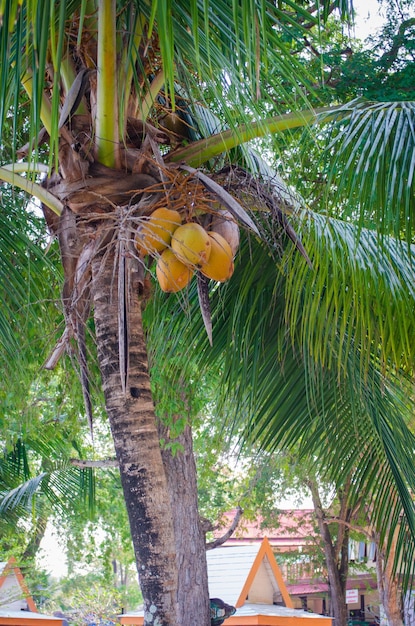 Coconut palm Palm tree with ripe delicious young coconuts on the sandy shore of the Gulf of Thailand