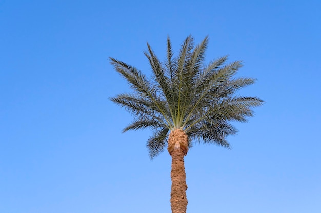 Coconut palm top on blue sky background in sunny day tropical vacation mood landscape with green