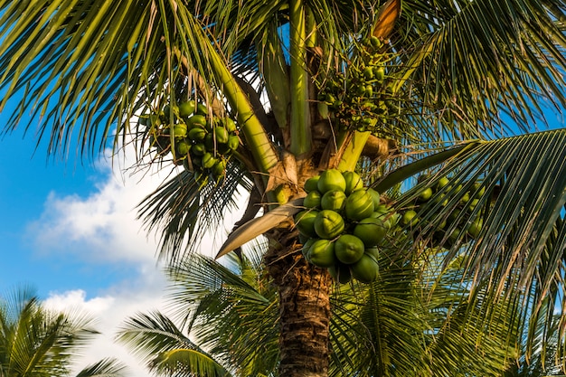 coconut palm tree on the beach and a cloudy blue sky.