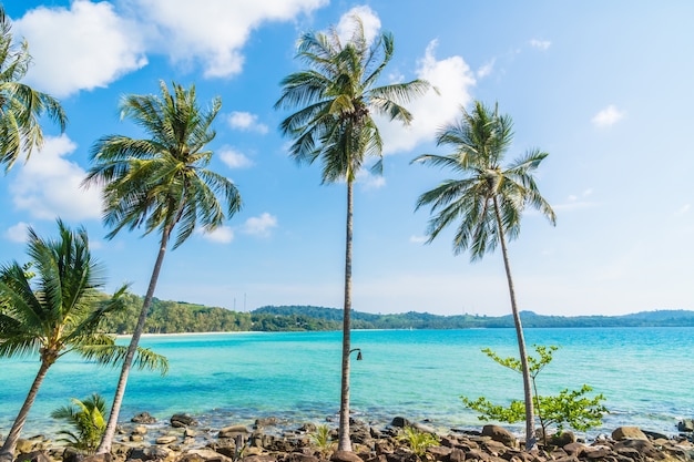 Coconut palm tree on the beach and sea