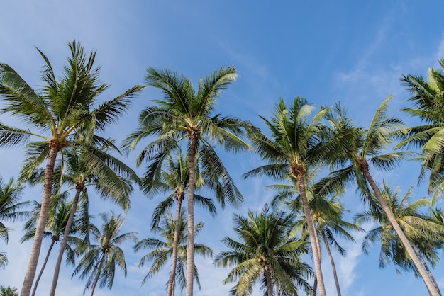 Coconut palm tree on the beach of thailand, coconut tree with blue sky on the beach 