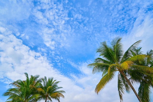 Coconut palm tree on blue sky background