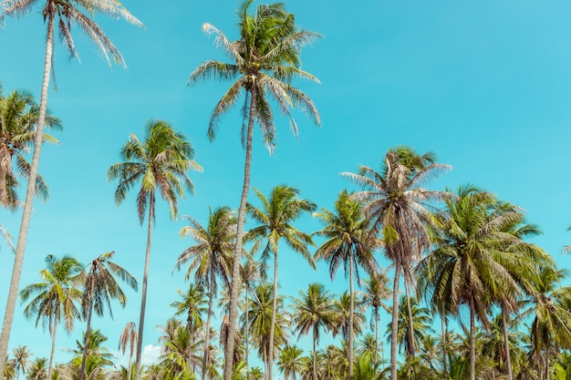 Coconut palm tree under blue sky. 