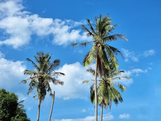 The Coconut palm tree on clouds in the blue sky background