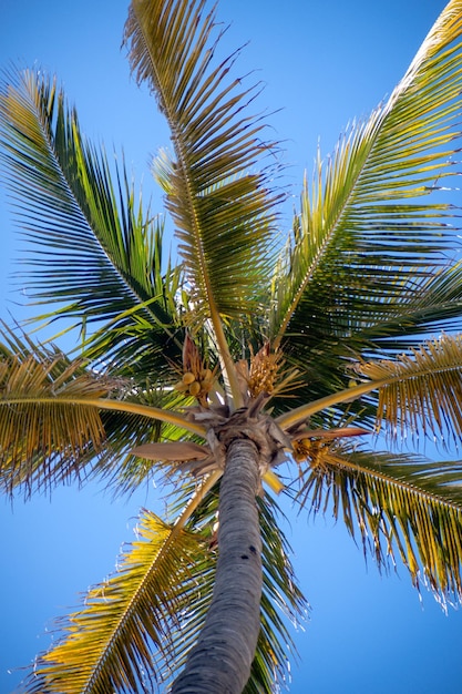 Coconut palm tree from below with tropical blue sky