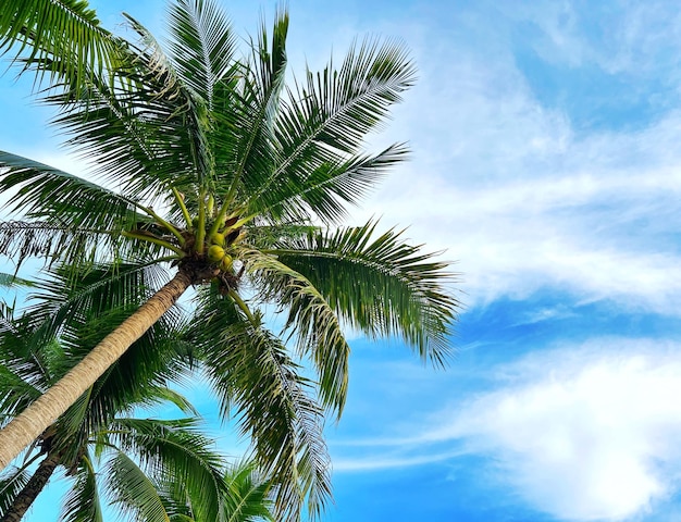 Coconut palm tree high on sky background