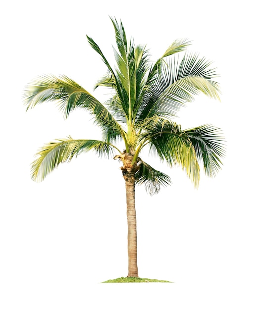 Coconut palm tree isolated on white background