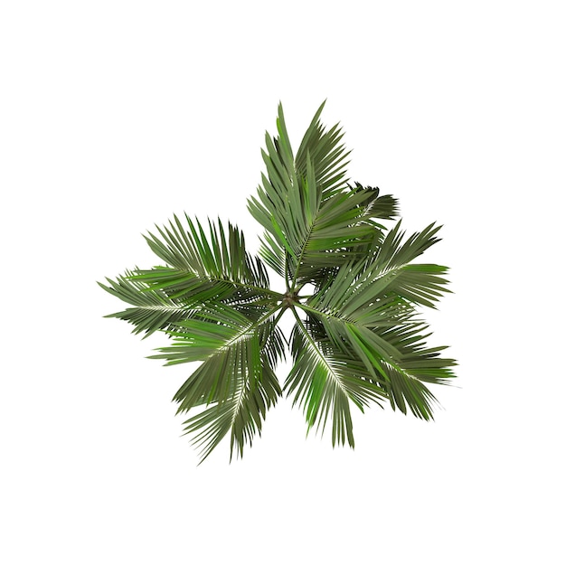 Coconut palm tree overhead view isolated on white 3D Rendering