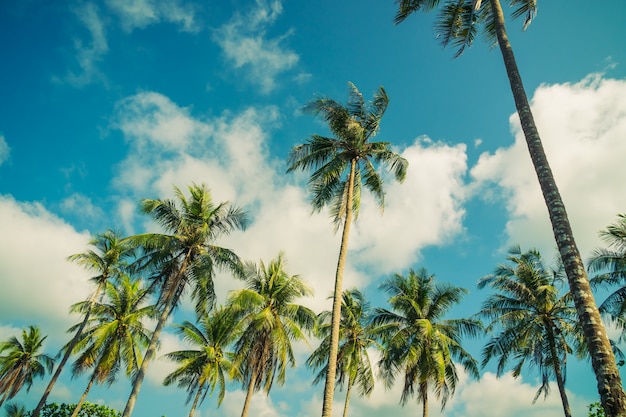 Coconut palm tree on sky