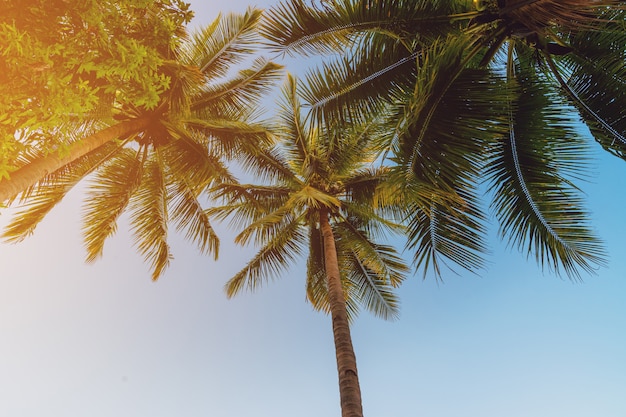 Coconut palm tree at tropical coast in island beach with vintage tone.