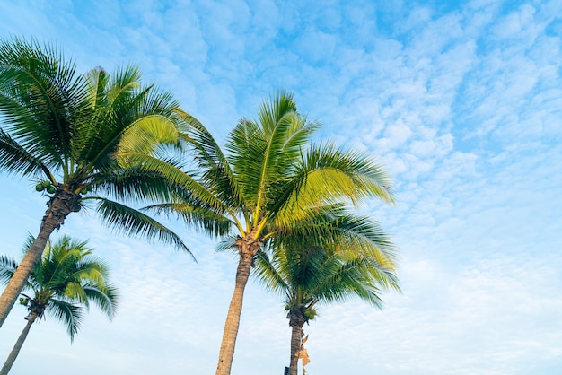 coconut palm tree with beautiful blue sky and clouds