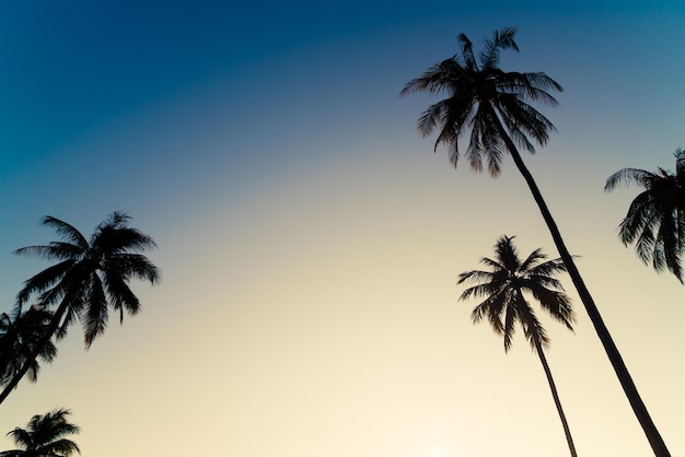 coconut palm tree with beautiful sky and copy space