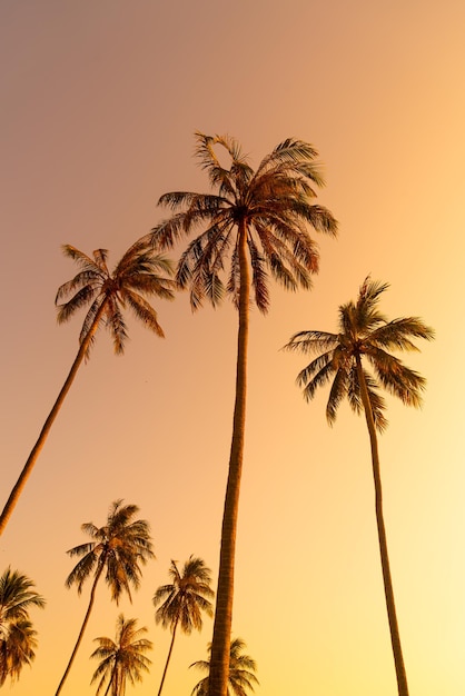 coconut palm tree with beautiful sky and copy space