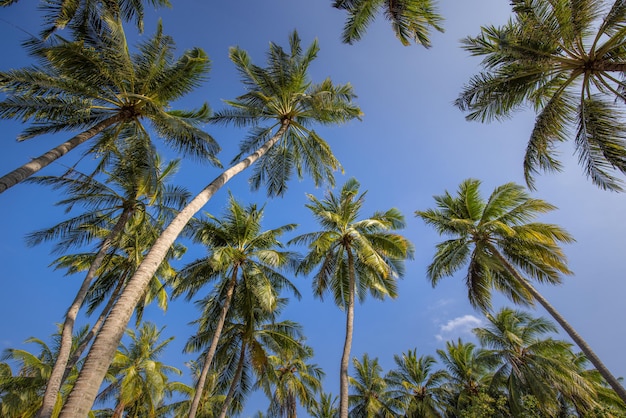 Coconut palm tree with blue sky, beautiful tropical background. Sunny green plant view, leaf outdoor