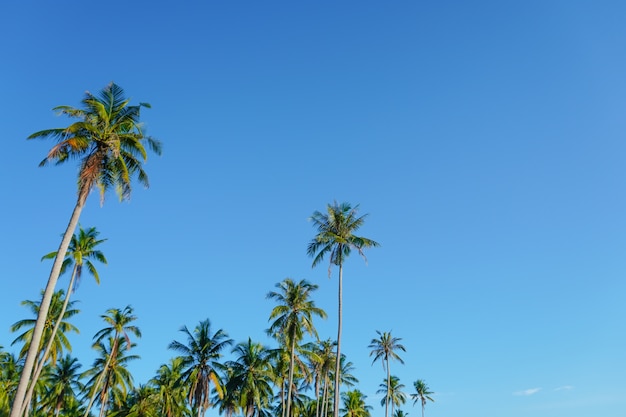 Coconut and palm tree with blue sky