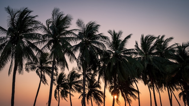 Coconut palm tree with sunset sky on the beach in Thailand