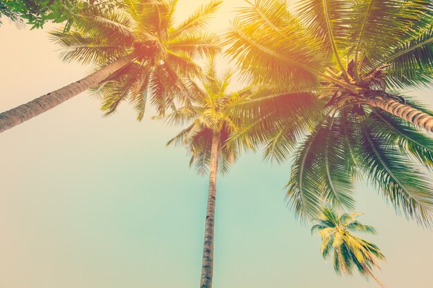 Coconut palm tree with vintage effect.