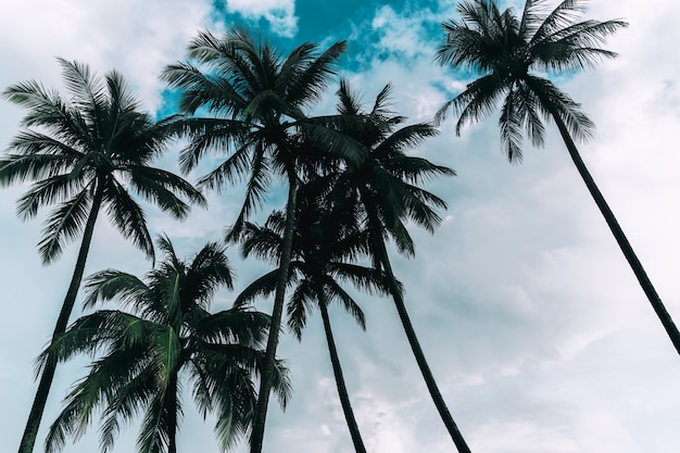 Coconut palm trees against sky and white cloud in tropical island.