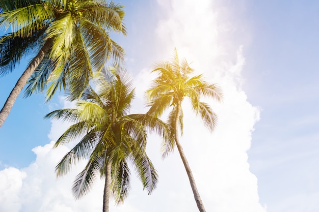 Coconut palm trees, beautiful tropical landscape