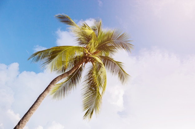 Coconut palm trees, beautiful tropical photo