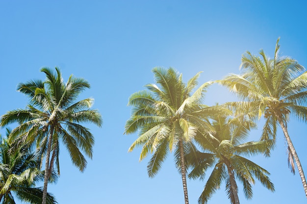 Coconut Palm Trees, Beautiful Tropical