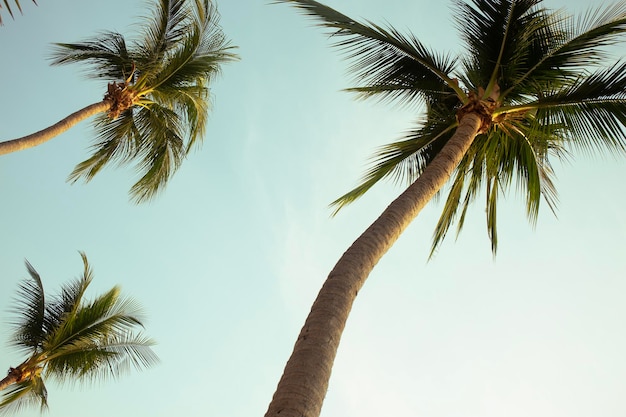 Coconut palm trees bottom up view in backlit