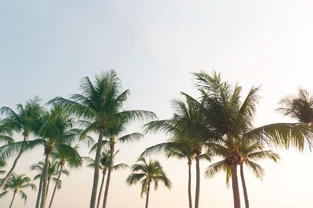 Coconut palm trees bottom up view in backlit