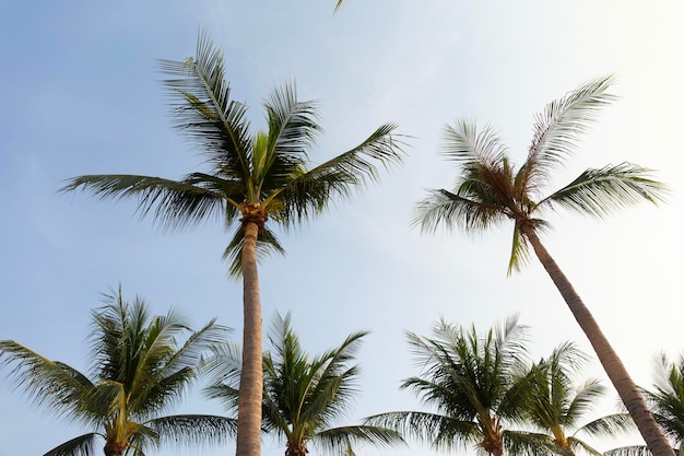 Coconut palm trees bottom up view in backlit