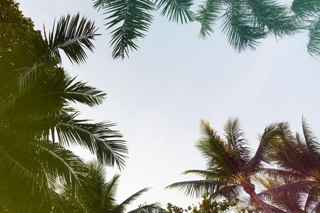 Coconut palm trees bottom up view in backlit