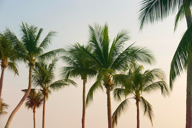 Coconut palm trees bottom up view in backlit