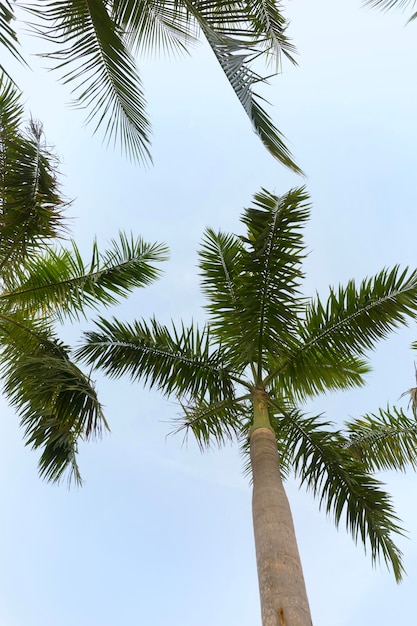 Coconut palm trees bottom up view in backlit