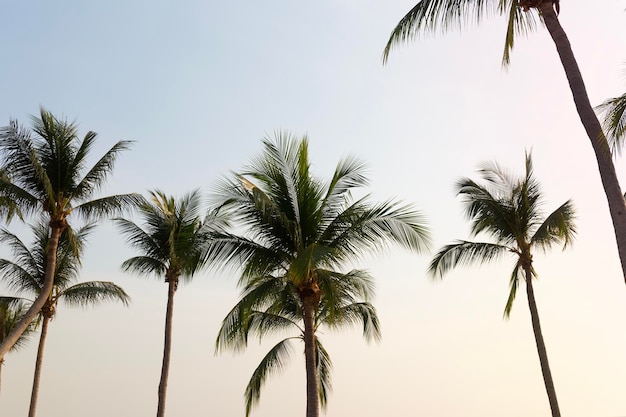 Coconut palm trees bottom up view