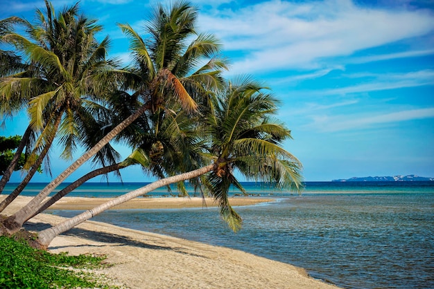 Coconut Palm Trees on island beach and clear summer skies