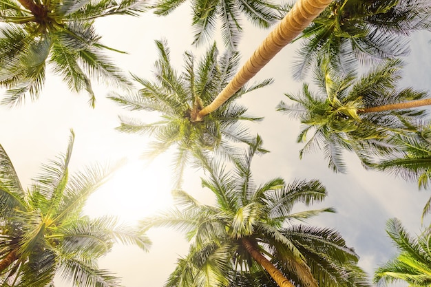 Coconut palm trees perspective view