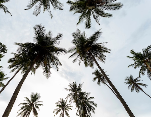 Coconut palm trees in the sky background