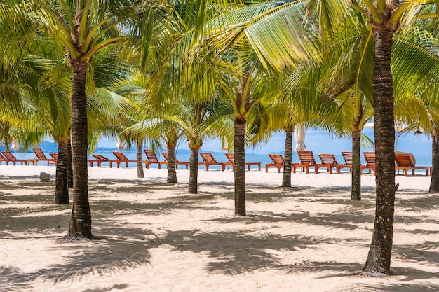 Coconut palm trees on white sandy beach near South China Sea on island of Phu Quoc Vietnam Travel and nature concept