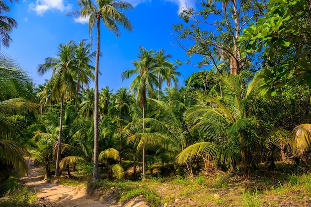 Coconut palms in jungles Koh Phangan island Suratthani Thaila