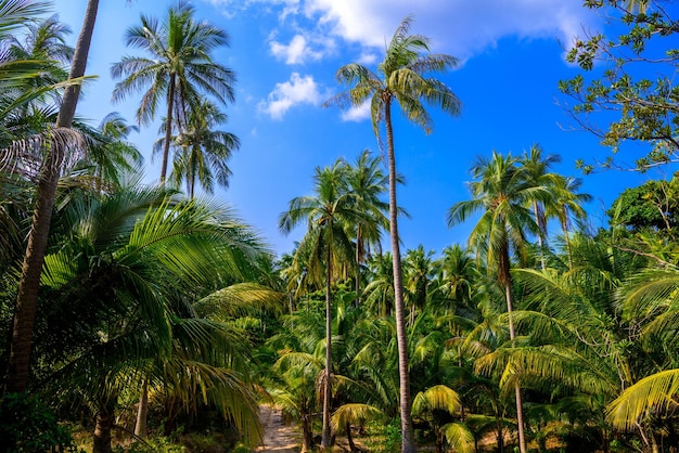 Coconut palms in jungles Koh Phangan island Suratthani Thaila