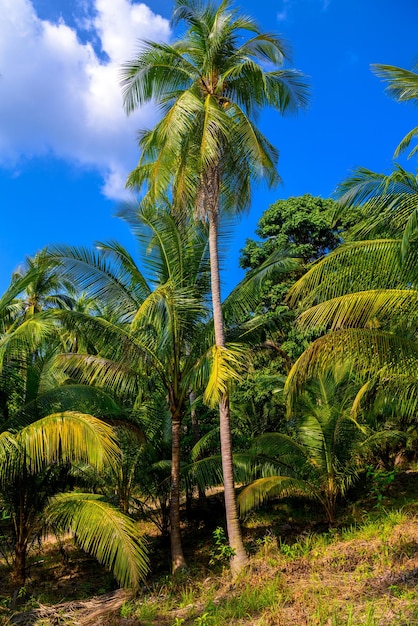 Coconut palms in jungles Koh Phangan island Suratthani Thaila