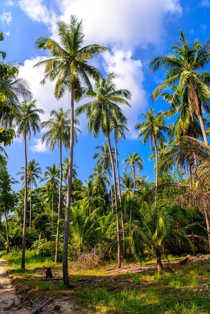 Coconut palms in jungles Koh Phangan island Suratthani Thaila