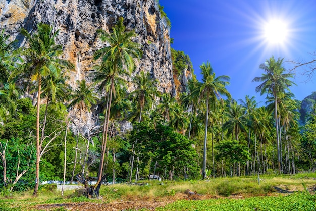 Coconut palms and rocks near the water Tonsai Bay Railay Beach