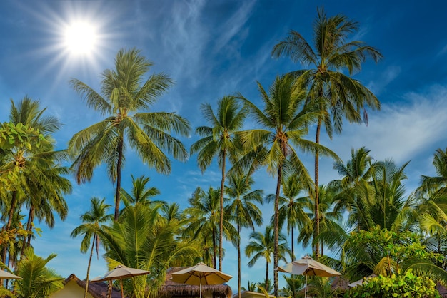 Coconut palms with green field and blue sky White Sand Beach Kh