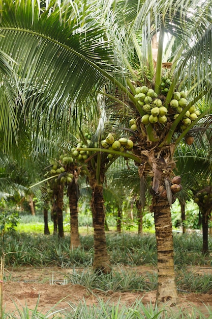 Coconut plantation or farm Coconuts grow on a coconut tree