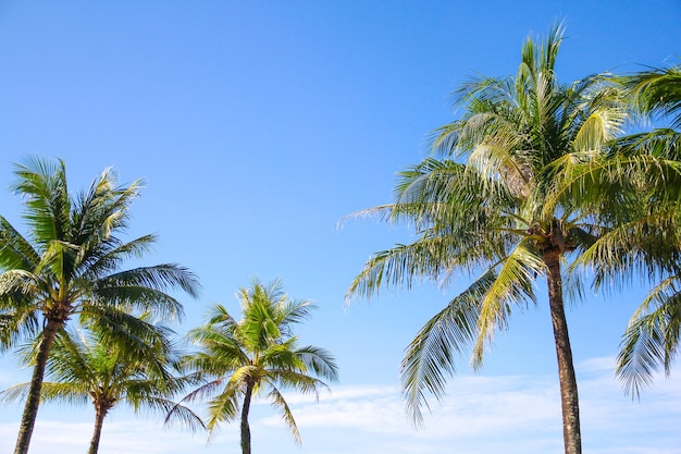 Coconut tree across blue sky background