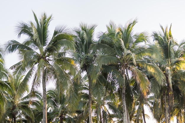 coconut tree in agriculture field for fruit harvest