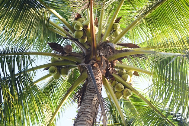 Coconut tree background