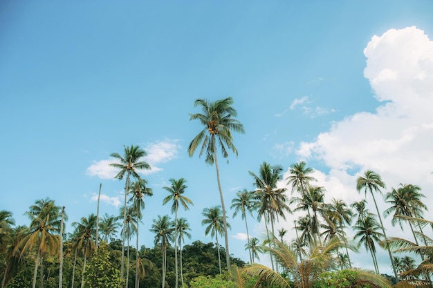 Coconut tree on beach at sea with the blue sky