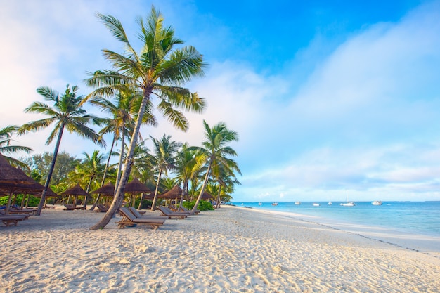 Coconut tree on the blue sky